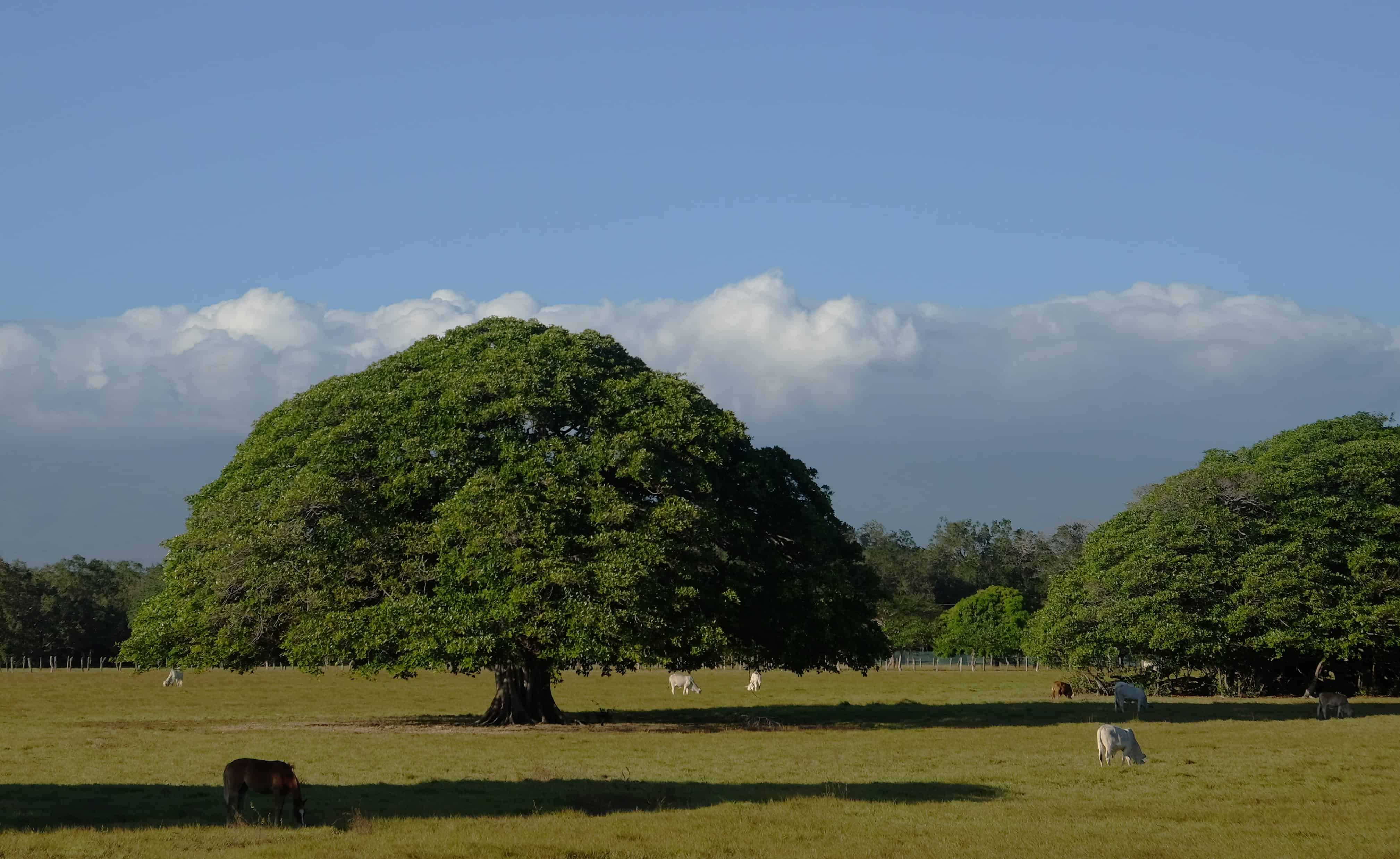 Playa Tamarindo, Guanacaste, the jewel of property investment in Costa Rica